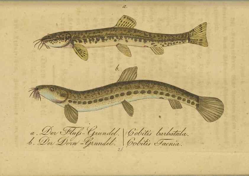 Reproducción/Reproduction 40888503293: Fauna Boica oder gemeinnützige Naturgeschichte der Thiere Bayerns /. Nürnberg :In der C.H. Zeh'schen Buchhandlung,1834.. 