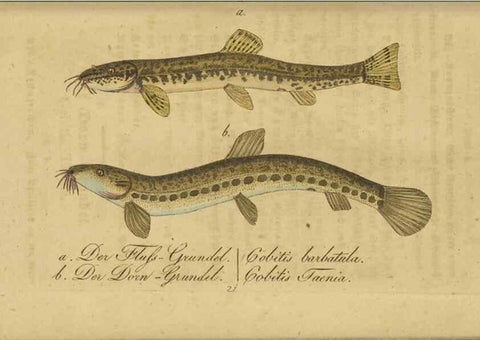 Reproducción/Reproduction 40888503293: Fauna Boica oder gemeinnützige Naturgeschichte der Thiere Bayerns /. Nürnberg :In der C.H. Zeh'schen Buchhandlung,1834.. 