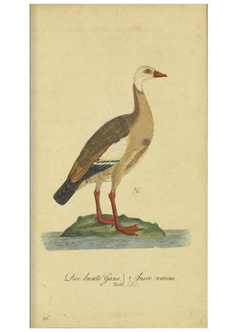 Reproducción/Reproduction 46939667375: Fauna Boica oder gemeinnützige Naturgeschichte der Thiere Bayerns.. Nürnberg :In der E.H. Zeh'schen Buchhandlung,1835.. 