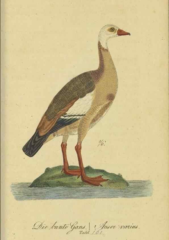 Reproducción/Reproduction 46939667375: Fauna Boica oder gemeinnützige Naturgeschichte der Thiere Bayerns.. Nürnberg :In der E.H. Zeh'schen Buchhandlung,1835.. 