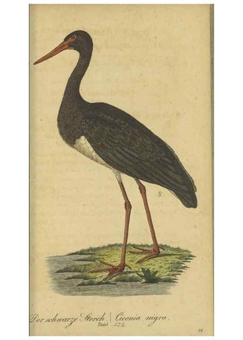 Reproducción/Reproduction 47803747012: Fauna Boica oder gemeinnützige Naturgeschichte der Thiere Bayerns.. Nürnberg :In der E.H. Zeh'schen Buchhandlung,1835.. 