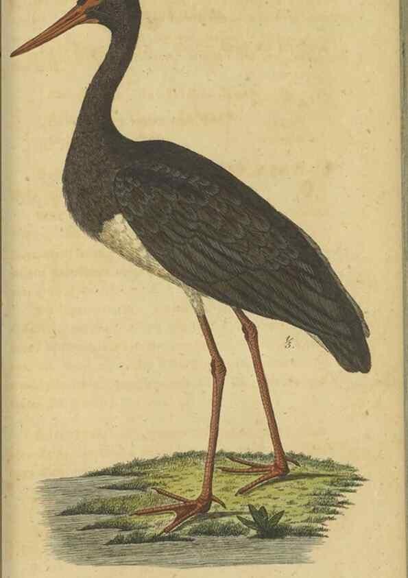 Reproducción/Reproduction 47803747012: Fauna Boica oder gemeinnützige Naturgeschichte der Thiere Bayerns.. Nürnberg :In der E.H. Zeh'schen Buchhandlung,1835.. 