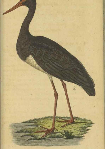 Reproducción/Reproduction 47803747012: Fauna Boica oder gemeinnützige Naturgeschichte der Thiere Bayerns.. Nürnberg :In der E.H. Zeh'schen Buchhandlung,1835.. 