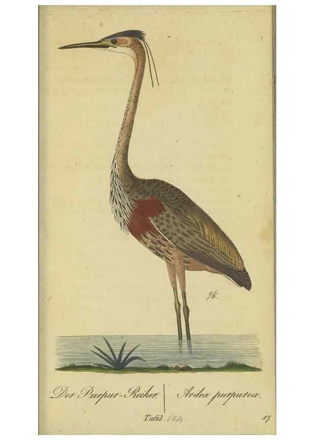 Reproducción/Reproduction 32911804857: Fauna Boica oder gemeinnützige Naturgeschichte der Thiere Bayerns.. Nürnberg :In der E.H. Zeh'schen Buchhandlung,1835.. 
