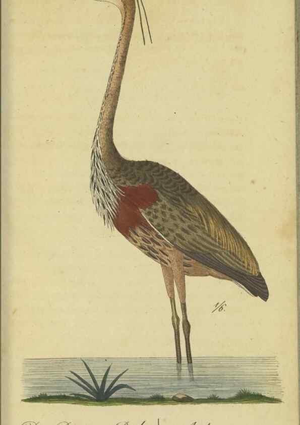 Reproducción/Reproduction 32911804857: Fauna Boica oder gemeinnützige Naturgeschichte der Thiere Bayerns.. Nürnberg :In der E.H. Zeh'schen Buchhandlung,1835.. 