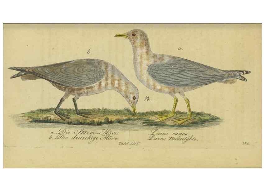 Reproducción/Reproduction 32911817647: Fauna Boica oder gemeinnützige Naturgeschichte der Thiere Bayerns.. Nürnberg :In der E.H. Zeh'schen Buchhandlung,1835.. 