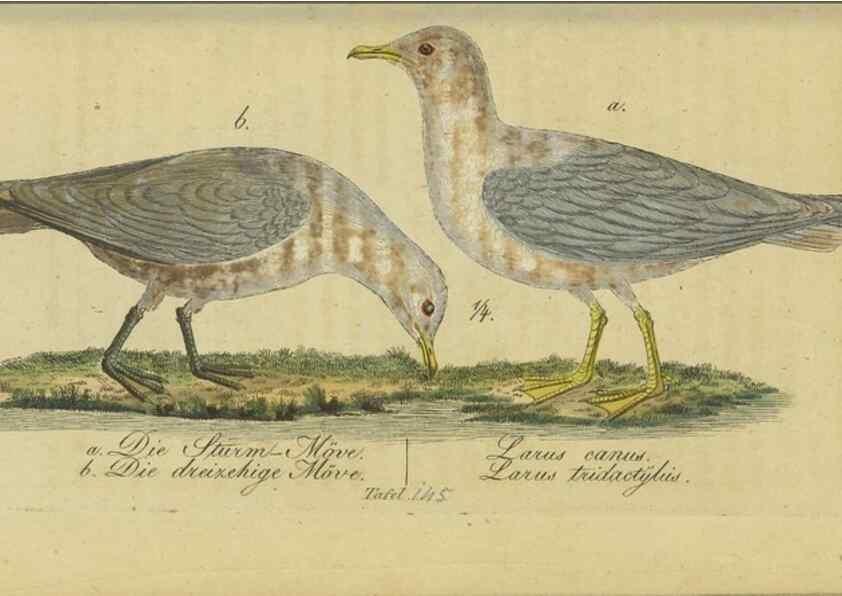 Reproducción/Reproduction 32911817647: Fauna Boica oder gemeinnützige Naturgeschichte der Thiere Bayerns.. Nürnberg :In der E.H. Zeh'schen Buchhandlung,1835.. 
