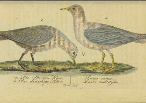 Reproducción/Reproduction 32911817647: Fauna Boica oder gemeinnützige Naturgeschichte der Thiere Bayerns.. Nürnberg :In der E.H. Zeh'schen Buchhandlung,1835.. 