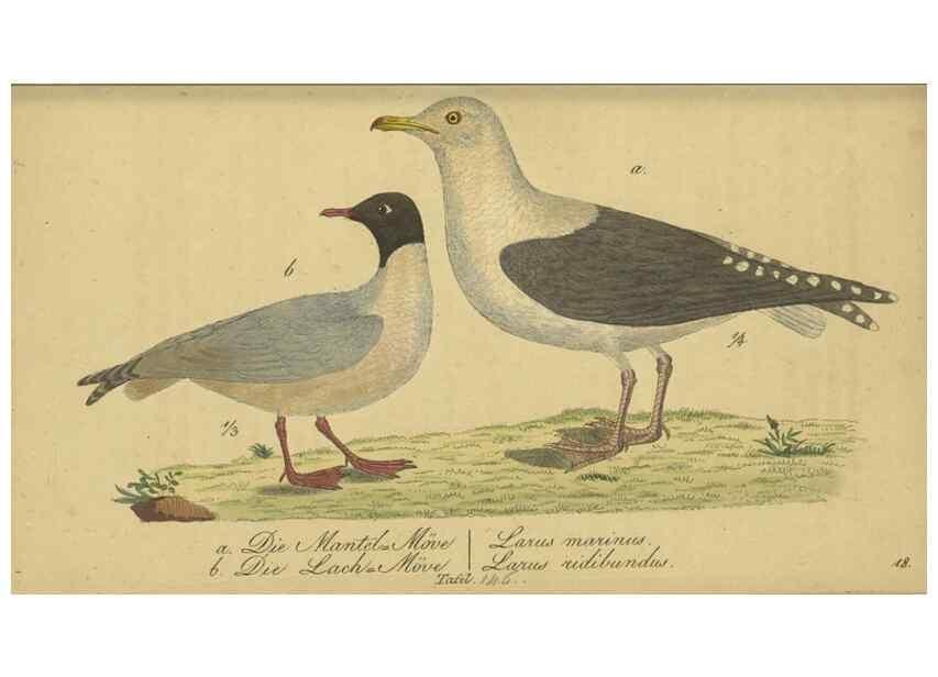 Reproducción/Reproduction 32911818287: Fauna Boica oder gemeinnützige Naturgeschichte der Thiere Bayerns.. Nürnberg :In der E.H. Zeh'schen Buchhandlung,1835.. 