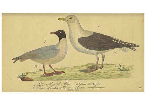 Reproducción/Reproduction 32911818287: Fauna Boica oder gemeinnützige Naturgeschichte der Thiere Bayerns.. Nürnberg :In der E.H. Zeh'schen Buchhandlung,1835.. 