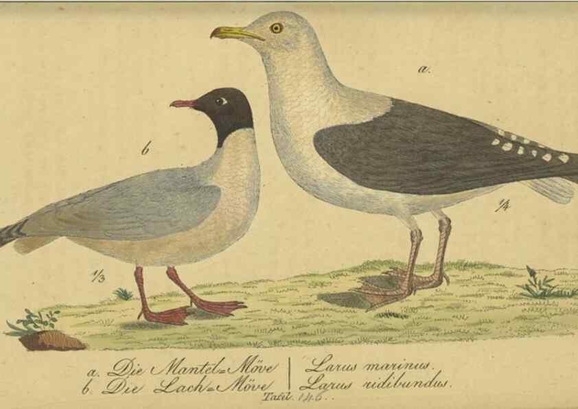 Reproducción/Reproduction 32911818287: Fauna Boica oder gemeinnützige Naturgeschichte der Thiere Bayerns.. Nürnberg :In der E.H. Zeh'schen Buchhandlung,1835.. 