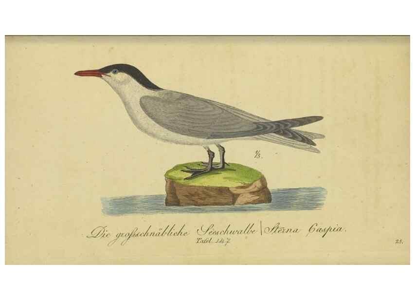 Reproducción/Reproduction 40889316583: Fauna Boica oder gemeinnützige Naturgeschichte der Thiere Bayerns.. Nürnberg :In der E.H. Zeh'schen Buchhandlung,1835.. 