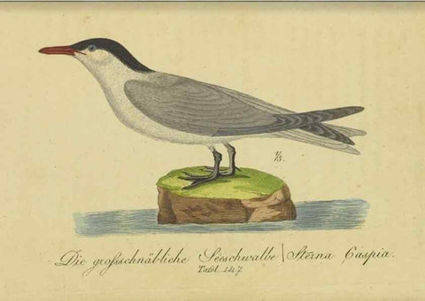 Reproducción/Reproduction 40889316583: Fauna Boica oder gemeinnützige Naturgeschichte der Thiere Bayerns.. Nürnberg :In der E.H. Zeh'schen Buchhandlung,1835.. 