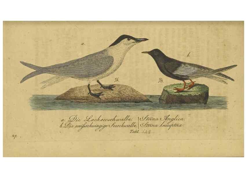 Reproducción/Reproduction 46939659875: Fauna Boica oder gemeinnützige Naturgeschichte der Thiere Bayerns.. Nürnberg :In der E.H. Zeh'schen Buchhandlung,1835.. 