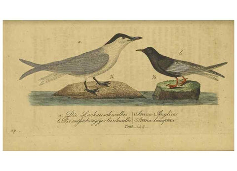 Reproducción/Reproduction 46939659875: Fauna Boica oder gemeinnützige Naturgeschichte der Thiere Bayerns.. Nürnberg :In der E.H. Zeh'schen Buchhandlung,1835.. 