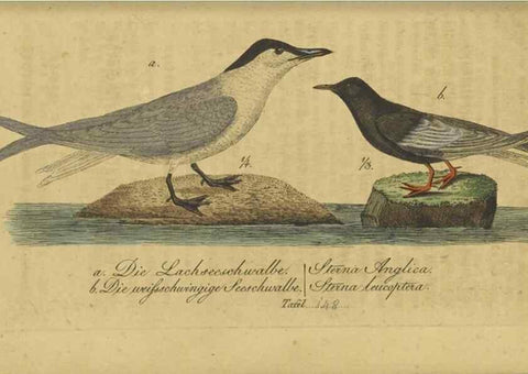Reproducción/Reproduction 46939659875: Fauna Boica oder gemeinnützige Naturgeschichte der Thiere Bayerns.. Nürnberg :In der E.H. Zeh'schen Buchhandlung,1835.. 
