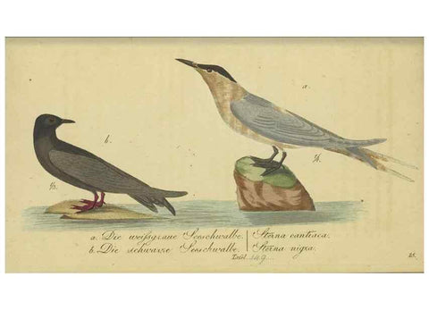 Reproducción/Reproduction 33978621378: Fauna Boica oder gemeinnützige Naturgeschichte der Thiere Bayerns.. Nürnberg :In der E.H. Zeh'schen Buchhandlung,1835.. 