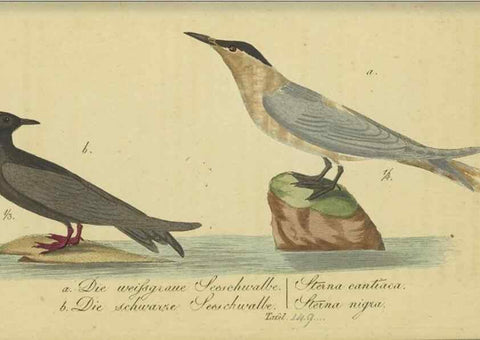 Reproducción/Reproduction 33978621378: Fauna Boica oder gemeinnützige Naturgeschichte der Thiere Bayerns.. Nürnberg :In der E.H. Zeh'schen Buchhandlung,1835.. 