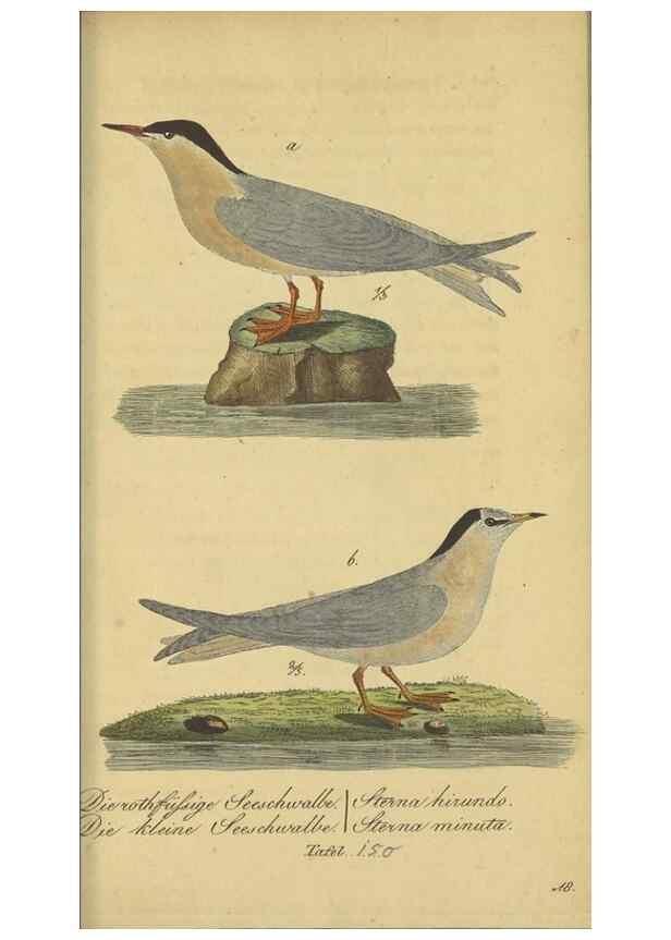 Reproducción/Reproduction 47855942351: Fauna Boica oder gemeinnützige Naturgeschichte der Thiere Bayerns.. Nürnberg :In der E.H. Zeh'schen Buchhandlung,1835.. 