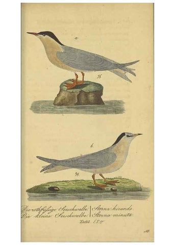 Reproducción/Reproduction 47855942351: Fauna Boica oder gemeinnützige Naturgeschichte der Thiere Bayerns.. Nürnberg :In der E.H. Zeh'schen Buchhandlung,1835.. 