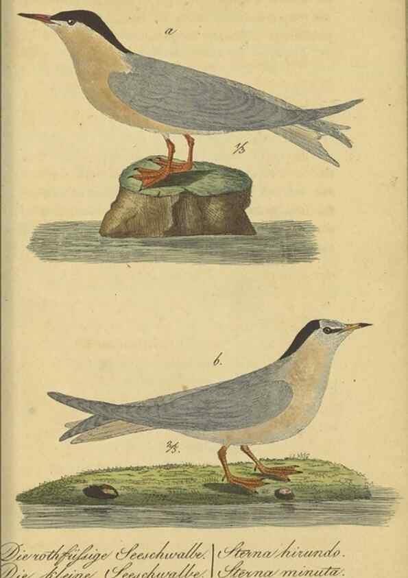 Reproducción/Reproduction 47855942351: Fauna Boica oder gemeinnützige Naturgeschichte der Thiere Bayerns.. Nürnberg :In der E.H. Zeh'schen Buchhandlung,1835.. 