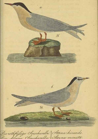 Reproducción/Reproduction 47855942351: Fauna Boica oder gemeinnützige Naturgeschichte der Thiere Bayerns.. Nürnberg :In der E.H. Zeh'schen Buchhandlung,1835.. 