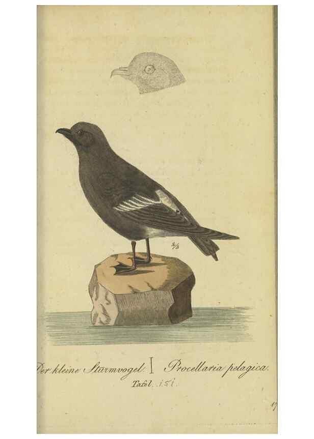 Reproducción/Reproduction 47066497964: Fauna Boica oder gemeinnützige Naturgeschichte der Thiere Bayerns.. Nürnberg :In der E.H. Zeh'schen Buchhandlung,1835.. 
