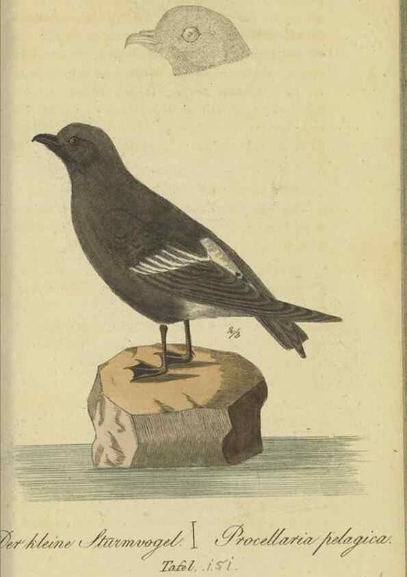 Reproducción/Reproduction 47066497964: Fauna Boica oder gemeinnützige Naturgeschichte der Thiere Bayerns.. Nürnberg :In der E.H. Zeh'schen Buchhandlung,1835.. 