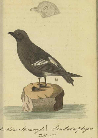 Reproducción/Reproduction 47066497964: Fauna Boica oder gemeinnützige Naturgeschichte der Thiere Bayerns.. Nürnberg :In der E.H. Zeh'schen Buchhandlung,1835.. 