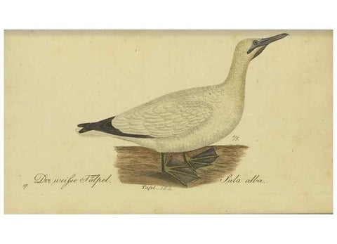Reproducción/Reproduction 40889318023: Fauna Boica oder gemeinnützige Naturgeschichte der Thiere Bayerns.. Nürnberg :In der E.H. Zeh'schen Buchhandlung,1835.. 