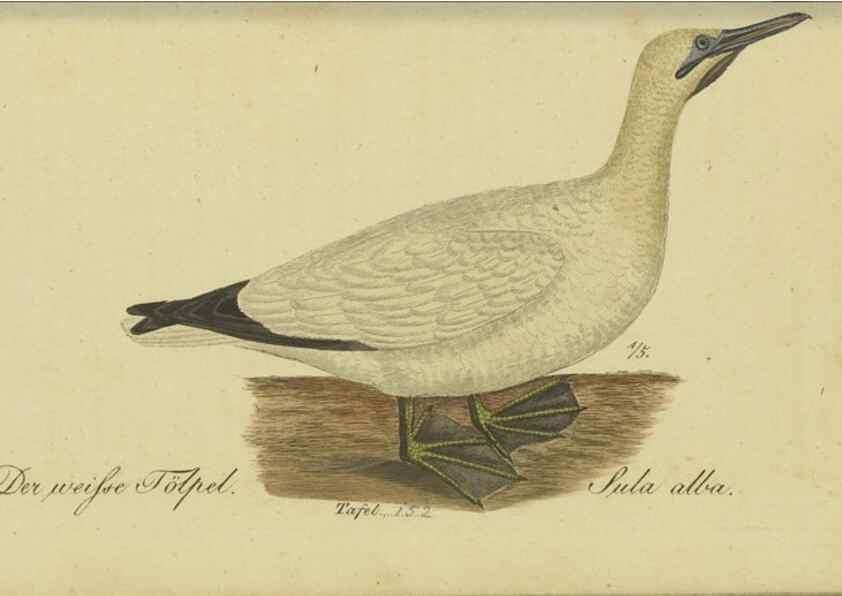 Reproducción/Reproduction 40889318023: Fauna Boica oder gemeinnützige Naturgeschichte der Thiere Bayerns.. Nürnberg :In der E.H. Zeh'schen Buchhandlung,1835.. 