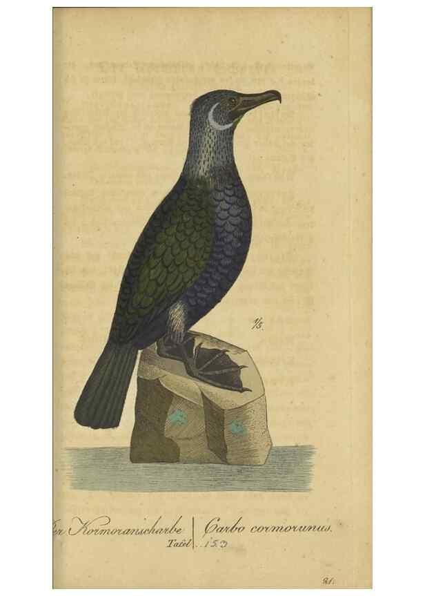 Reproducción/Reproduction 33978623578: Fauna Boica oder gemeinnützige Naturgeschichte der Thiere Bayerns.. Nürnberg :In der E.H. Zeh'schen Buchhandlung,1835.. 