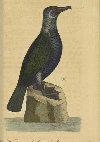 Reproducción/Reproduction 33978623578: Fauna Boica oder gemeinnützige Naturgeschichte der Thiere Bayerns.. Nürnberg :In der E.H. Zeh'schen Buchhandlung,1835.. 