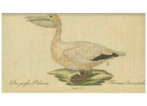Reproducción/Reproduction 46939663225: Fauna Boica oder gemeinnützige Naturgeschichte der Thiere Bayerns.. Nürnberg :In der E.H. Zeh'schen Buchhandlung,1835.. 