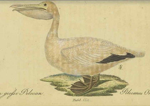 Reproducción/Reproduction 46939663225: Fauna Boica oder gemeinnützige Naturgeschichte der Thiere Bayerns.. Nürnberg :In der E.H. Zeh'schen Buchhandlung,1835.. 
