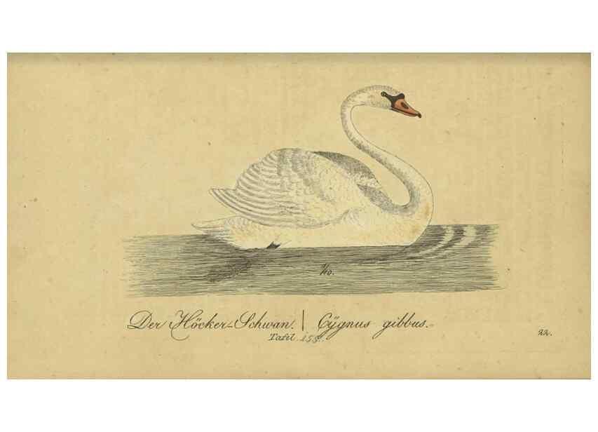 Reproducción/Reproduction 40889318593: Fauna Boica oder gemeinnützige Naturgeschichte der Thiere Bayerns.. Nürnberg :In der E.H. Zeh'schen Buchhandlung,1835.. 