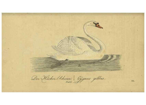 Reproducción/Reproduction 40889318593: Fauna Boica oder gemeinnützige Naturgeschichte der Thiere Bayerns.. Nürnberg :In der E.H. Zeh'schen Buchhandlung,1835.. 