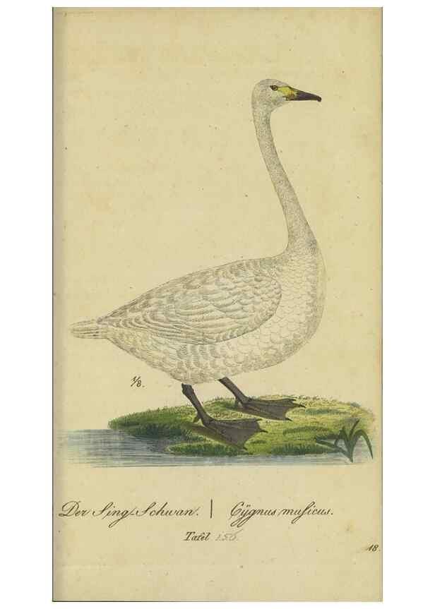 Reproducción/Reproduction 33978624918: Fauna Boica oder gemeinnützige Naturgeschichte der Thiere Bayerns.. Nürnberg :In der E.H. Zeh'schen Buchhandlung,1835.. 