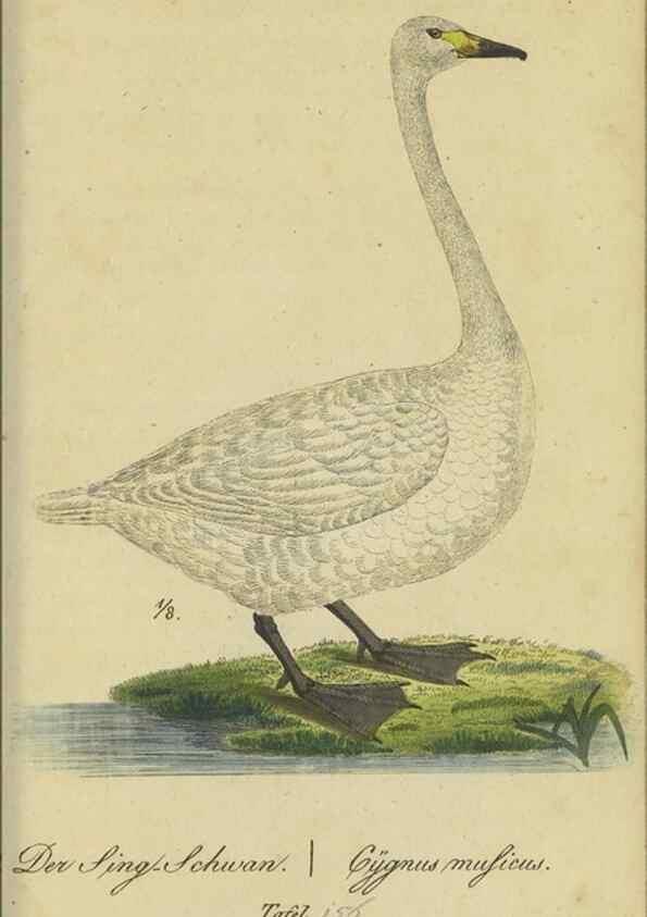 Reproducción/Reproduction 33978624918: Fauna Boica oder gemeinnützige Naturgeschichte der Thiere Bayerns.. Nürnberg :In der E.H. Zeh'schen Buchhandlung,1835.. 