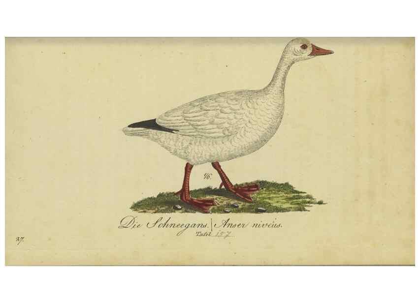 Reproducción/Reproduction 33978626308: Fauna Boica oder gemeinnützige Naturgeschichte der Thiere Bayerns.. Nürnberg :In der E.H. Zeh'schen Buchhandlung,1835.. 