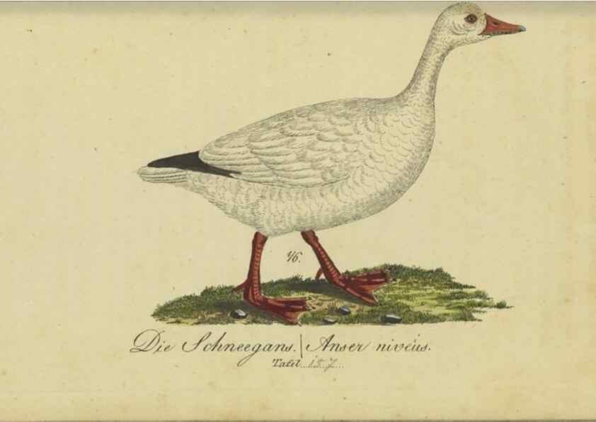 Reproducción/Reproduction 33978626308: Fauna Boica oder gemeinnützige Naturgeschichte der Thiere Bayerns.. Nürnberg :In der E.H. Zeh'schen Buchhandlung,1835.. 