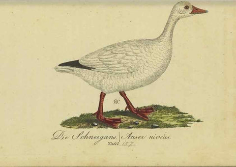 Reproducción/Reproduction 33978626308: Fauna Boica oder gemeinnützige Naturgeschichte der Thiere Bayerns.. Nürnberg :In der E.H. Zeh'schen Buchhandlung,1835.. 