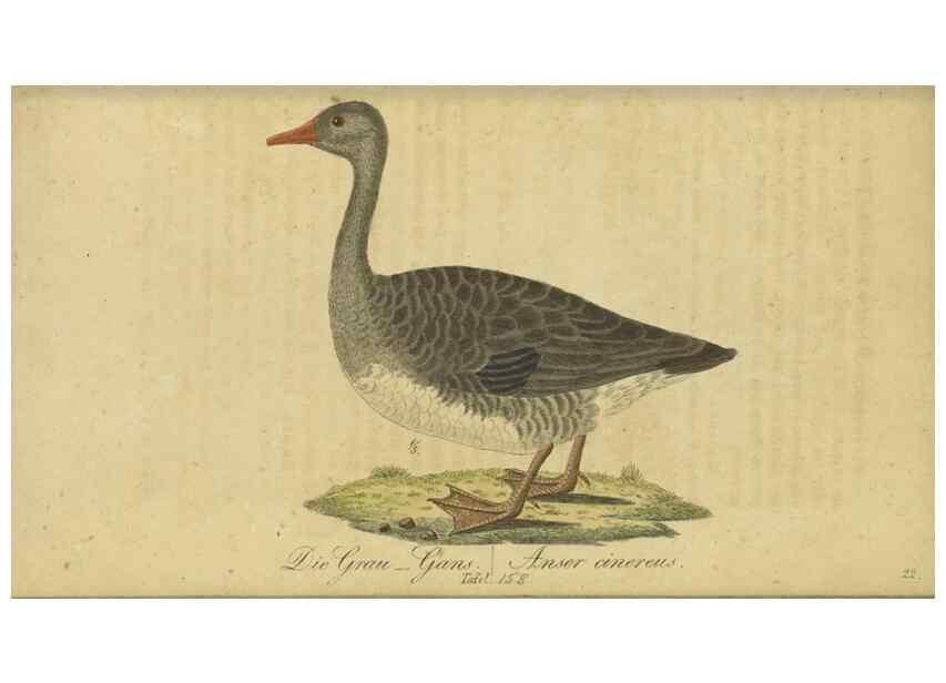 Reproducción/Reproduction 47855947091: Fauna Boica oder gemeinnützige Naturgeschichte der Thiere Bayerns.. Nürnberg :In der E.H. Zeh'schen Buchhandlung,1835.. 