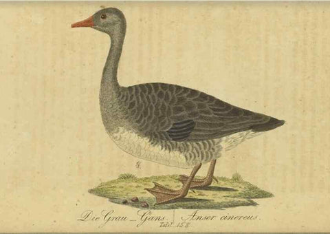 Reproducción/Reproduction 47855947091: Fauna Boica oder gemeinnützige Naturgeschichte der Thiere Bayerns.. Nürnberg :In der E.H. Zeh'schen Buchhandlung,1835.. 