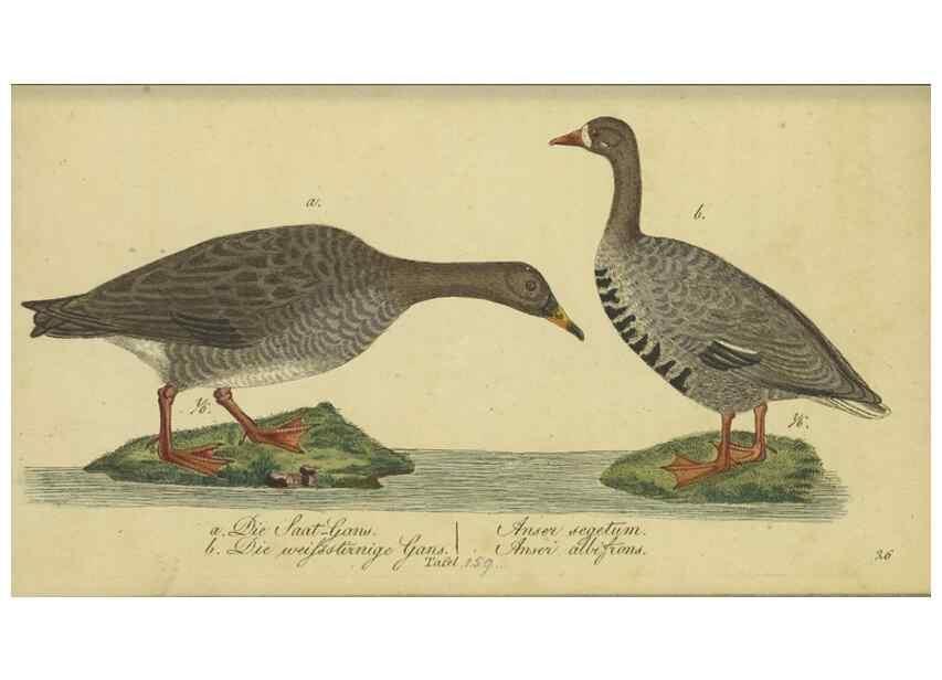 Reproducción/Reproduction 47066504474: Fauna Boica oder gemeinnützige Naturgeschichte der Thiere Bayerns.. Nürnberg :In der E.H. Zeh'schen Buchhandlung,1835.. 