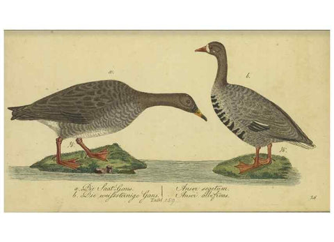 Reproducción/Reproduction 47066504474: Fauna Boica oder gemeinnützige Naturgeschichte der Thiere Bayerns.. Nürnberg :In der E.H. Zeh'schen Buchhandlung,1835.. 