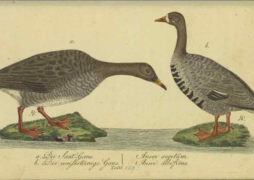 Reproducción/Reproduction 47066504474: Fauna Boica oder gemeinnützige Naturgeschichte der Thiere Bayerns.. Nürnberg :In der E.H. Zeh'schen Buchhandlung,1835.. 