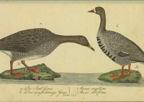 Reproducción/Reproduction 47066504474: Fauna Boica oder gemeinnützige Naturgeschichte der Thiere Bayerns.. Nürnberg :In der E.H. Zeh'schen Buchhandlung,1835.. 