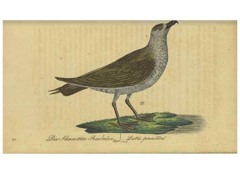 Reproducción/Reproduction 33978618368: Fauna Boica oder gemeinnützige Naturgeschichte der Thiere Bayerns.. Nürnberg :In der E.H. Zeh'schen Buchhandlung,1835.. 