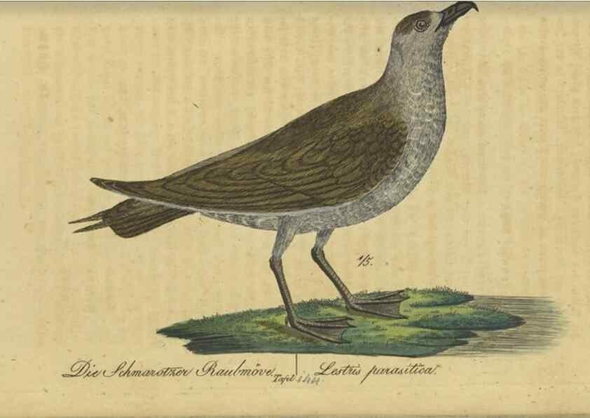 Reproducción/Reproduction 33978618368: Fauna Boica oder gemeinnützige Naturgeschichte der Thiere Bayerns.. Nürnberg :In der E.H. Zeh'schen Buchhandlung,1835.. 